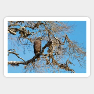 Crested Serpent eagle sitting on tree, Sri Lanka Sticker